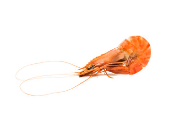 shrimp isolated