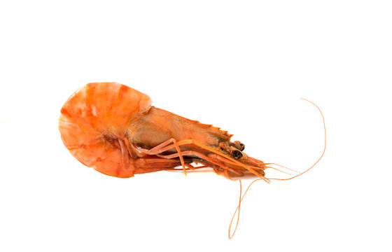 shrimp isolated