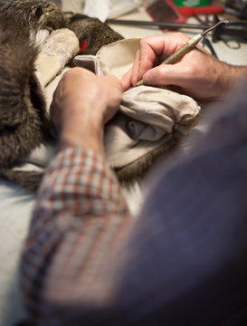 taxidermist working on animal pelt