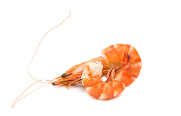 shrimp isolated