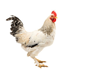 Rooster isolated