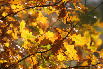 Naklejka na ściany i meble oak tree in yellow autumn foliage in the Park