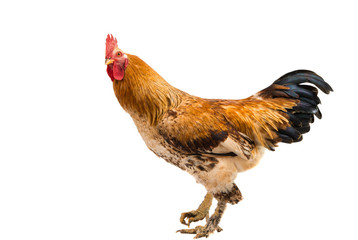 Rooster isolated
