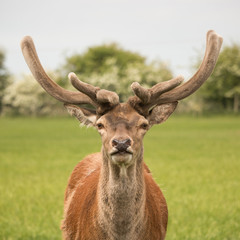 Stag_002