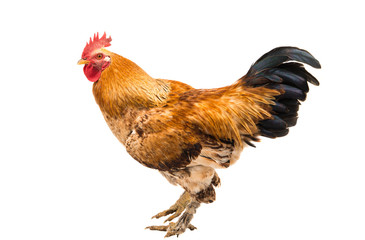 Rooster isolated