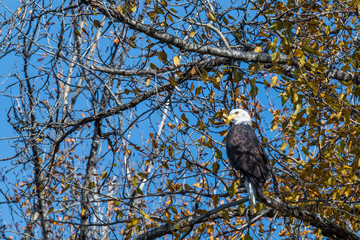 Bald Eagle on the tree found close to Talkeetna River. Fall in Alaska.