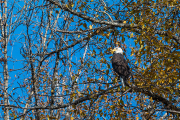 Bald Eagle on the tree found close to Talkeetna River. Fall in Alaska.