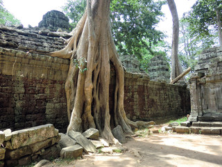 Fototapeta na wymiar Ta Prohm tree root covered ancient abandoned lost temple in Siem Reap, Cambodia