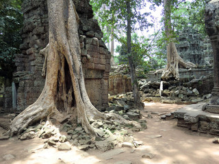 Ta Prohm tree root covered ancient abandoned lost temple in Siem Reap, Cambodia