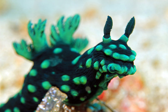 Close-up of a Cristate Neon Slug (Nembrotha Cristata), Padang Bai, Bali, Indonesia