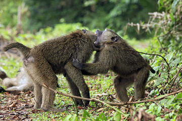Juvenile Olive Baboons (Papio Anubis) Fighting. Bigodi Swam, Uganda