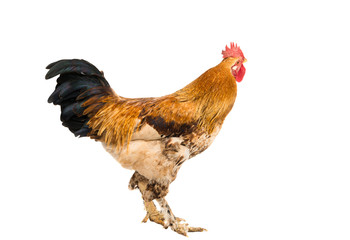 Rooster isolated