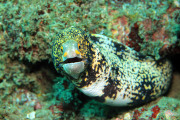 Snowflake Moray (Echidna Nebulosa, aka Clouded Moray). Padang Bai, Bali, Indonesia © Daniel Lamborn