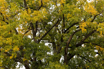 Ginkgo biloba