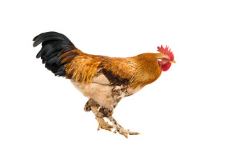 Rooster isolated