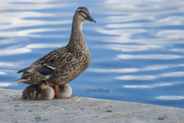 Ducklings snuggling up with their mother at the banks of River Shannon in Athlone Ireland