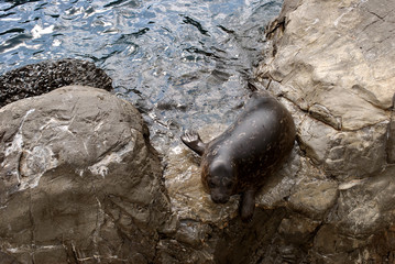 Sea lion pup basking on the rocks