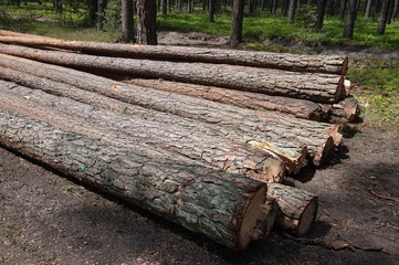 Wood in forest
