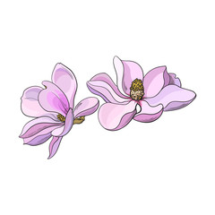 Two pink magnolia flowers, sketch style vector illustration isolated on white background. Colorful realistic hand drawing of magnolia blossoms, springtime flowers