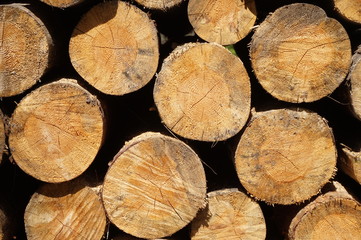 Wood in forest