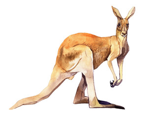 Watercolor kangaroo isolated on white background