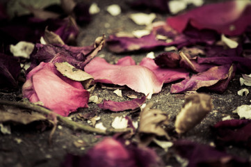 Petals