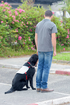 Dog Trainer And His Dog