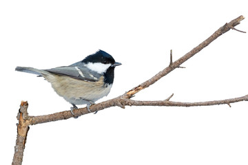 Bird Coal Tit on the branch, isolated. White background can easily be made transparent