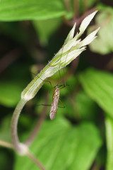 The mosquito dolgonogi, or karamora (lat. Tipulidae) - a family of two-winged insects of the suborder long mustache (Nematocera).