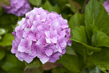 Obraz premium hydrangea or hortensia