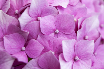 Hydrangea common names hydrangea or hortensia