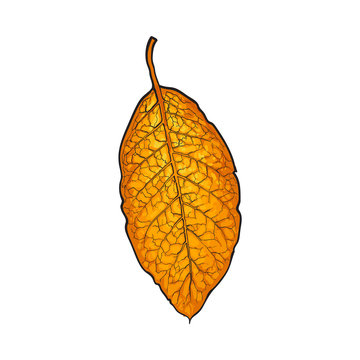 Hand drawn dry tobacco leaf, sketch vector illustration isolated on white  background. Realistic hand-drawing of dry tobacco leaf, raw material for  cigarettes, cigars production Stock Vector | Adobe Stock