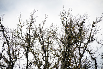 random tree branches