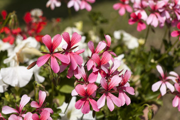 Pelargonium, geraniums