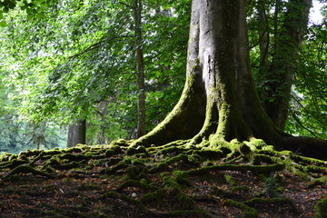 Racines d'un arbre