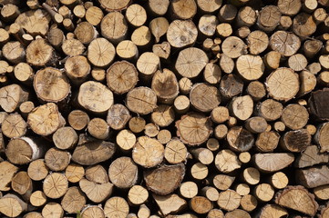 Fototapeta premium Wood in forest