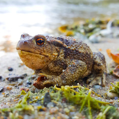 Toad sitting on the edge of pond