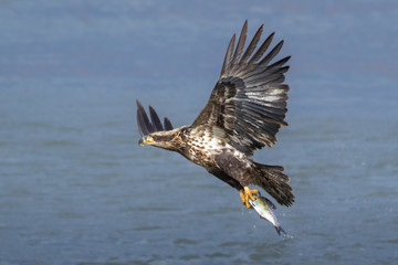 Juvenile Bald Eagle Fishing