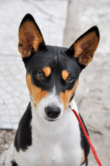 Tricolour Basenji dog