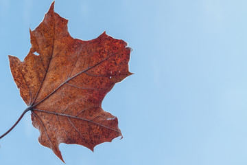 Ahornblatt mit Frost