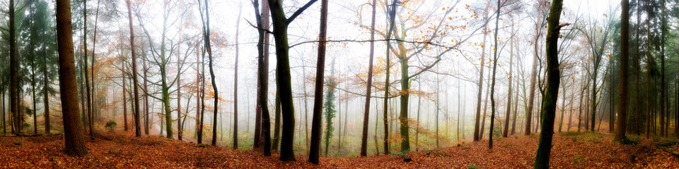 Wald Panorama im Herbst bei Nebel