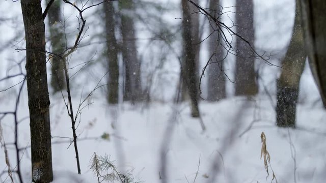 Hoarfrost on branches ath snowing