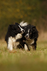 Spielende Border Collies