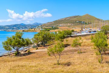 Green pine trees in Monastiri bay on Paros island, Greece