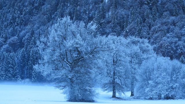sch&ouml;ne wei&szlig;e B&auml;ume und viel Schnee und Nebel  in den Alpen 
