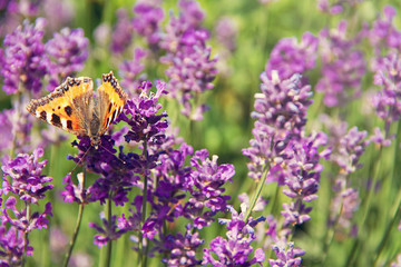 Schmetterling auf Lavendel 