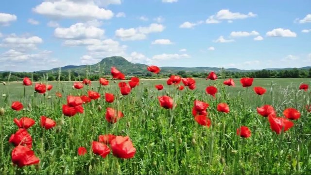Spring landscape, Hungary