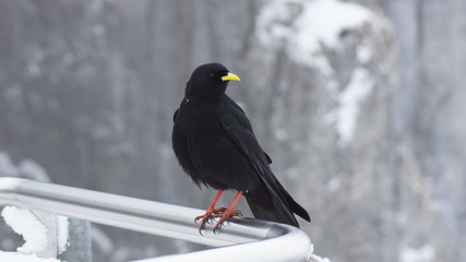 schöne schwarze Dohle sitzt und hält ausschau