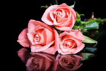 Roses on a black background with reflection