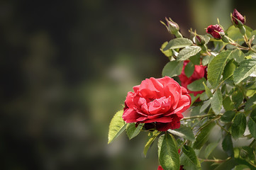 Red rose on the open air